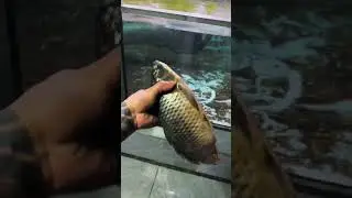 cleaning arapaima fish tank