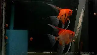 Koi Angelfish Breeding Pair #2320