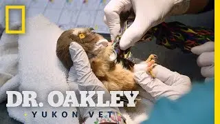 Owlet Gets Help From Dr. Oakley | Dr. Oakley, Yukon Vet