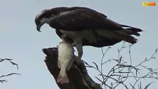 Osprey Sea Hawk A Documentary