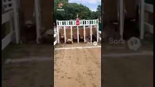 The FASTEST Race in History! 😂🦥 #shorts