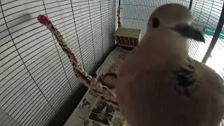 Live cam Petdoves - A peak into Maya and Julie's cage - Part 1 (petcam)