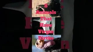 Nature's Miracles: Fascinating Animals with Virgin Births #birth #shortvideo #parthenogenesis