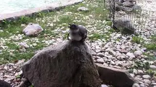 Panting Behavior in the African penguin