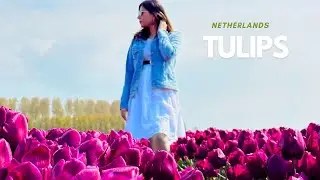 Tulip Fields 2023| Netherlands | April Bloom