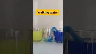 Science Activity #2 | Walking Water bridge #scienceforkids