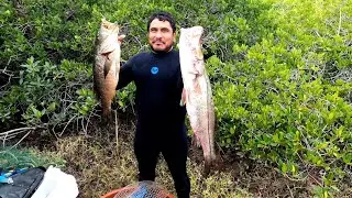 así se zarandea un pargo grande