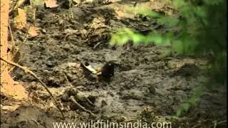 Indian Tree Pie (Dendrocitta vagabunda)