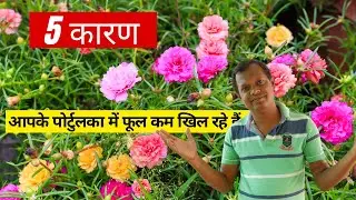 5 Reasons your Portulaca is not flowering-  Expert Gardening Tips | पोर्टुलका नहीं खिल रहे- 5 कारण