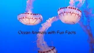 Ocean animals with fun facts