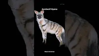 Правда о гиенах вас шокирует!