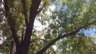 Cicada Mating Call In Trees