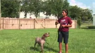 How to Train a Dog to Stay Close in the Field