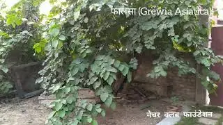 फालसा - एक चमत्कारी फल - Grewia asiatica