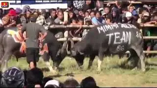 Most Amazing Traditional Buffalo Fighting festival