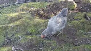 Pollos, lechugas y primavera