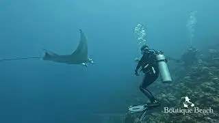 28.01.26 - Manta Rays. Dives at Hollywood & Manta Point near Dhigurah, South Ari - Maldives.