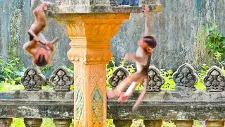 Very P!ty ! Little baby monkey SABA fells down so hurt - when Mom busy eats food no care for child