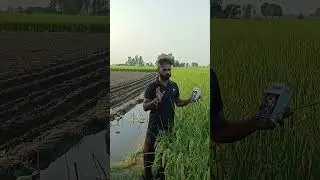 ELEMENT GSP Crop Science the best results paddy Crop in yellow rest in Element product