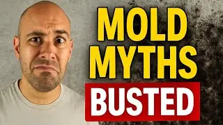Mold Myths Busted: What Really Works (and What Doesn&rsquo;t)