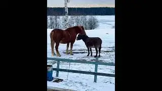 🫏❤️🐎Horse #sorts #лошадь #осел #романтика #villagevlog #horse #donkey #cavalo #burro #घोड़ा #kuda