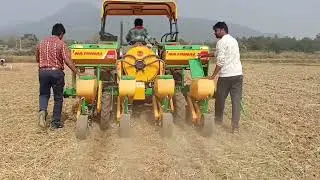 Hybrid maize seed production (Female line)