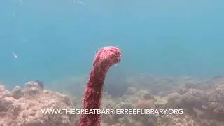 Pearsonothuria graeffei Spawning