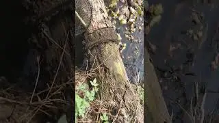 buổi sáng thăm lờ cá lóc