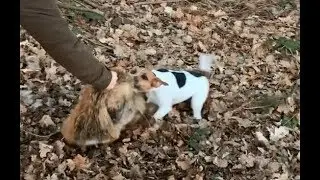 Parson Russell Terrier: Jagdhundetraining am erlegten Fuchs / train working dogs on shot fox