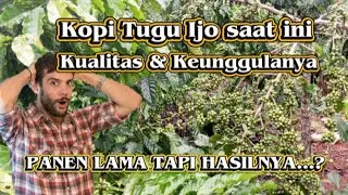 Kopi Tugu Ijo Panen Lebih Lama dari Robusta Biasa, Tapi Kualitasnya Bikin Terkejut!