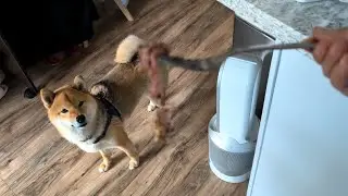 Shiba Inu Enjoys a Thanksgiving Treat | Panko Tries $180 Prime Rib from Costco
