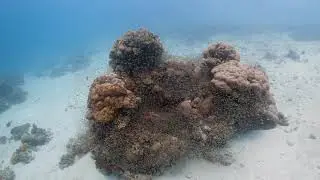 Deep Blue Divers | 2019 Highlights