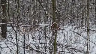 Śniegoterapia z lasu.