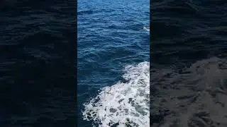 porpoises