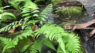 Soothing Stream Sounds for Sleep and Relaxation | Raw Water Sounds
