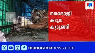 വയനാട്ടിൽ നരഭോജി കടുവ പിടിയിൽ; കാട്ടിലേക്ക് തുറന്നുവിടില്ലെന്ന് വനംവകുപ്പ് | Wayanad
