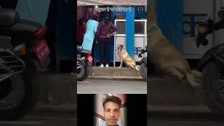 Dog's love 😎❤️ inspirational quotes motivational quotes #shorts #motivational #trendingshorts