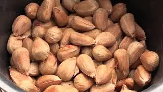 Bunya Nuts