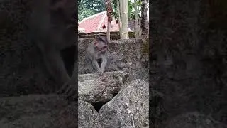 Pimpim on Village, climbing the rock