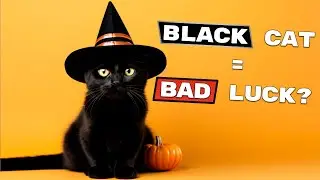 I Spent 30 Days Learning About Black Cats and Here's What I Found