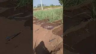 how to agriculture #pepperspray #fruitcultivation #farming101 #garden #automobile