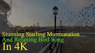 Stunning Starling Murmurations And Bird Song / A Relaxing Adventure