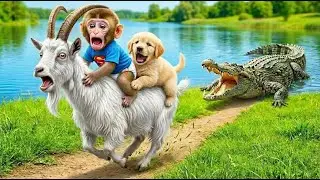 🐒Monkey Bini Drives Tractor to Rescue Dog from Giant Crocodile - Farm Turn To Chaos🐊| Monkey videos