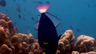Rare Encounter: Pink Tail Trigger Fish In Koh Tao | BlackTurtleDive.com