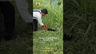 Amazing Grass Harvesting Hedge Trimmer Machine