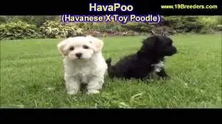 Hava Poo, Puppies, Dogs, For Sale, In Miami, Florida, FL, 19Breeders, Tallahassee, Gainesville