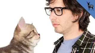 Why Cats Are Better Than Humans