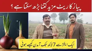 Onion farming and Onion prices in 2025|Onion cultivation(Pyaz ki kasht)|Mr ALi Iftkhar