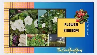 Flower Kingdom