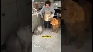 Cat Snitches on Dog After Kitchen Flour Disaster